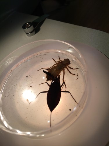 Ecologische projectdag 4ASO